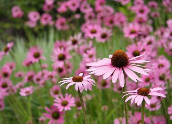 Purple Coneflower