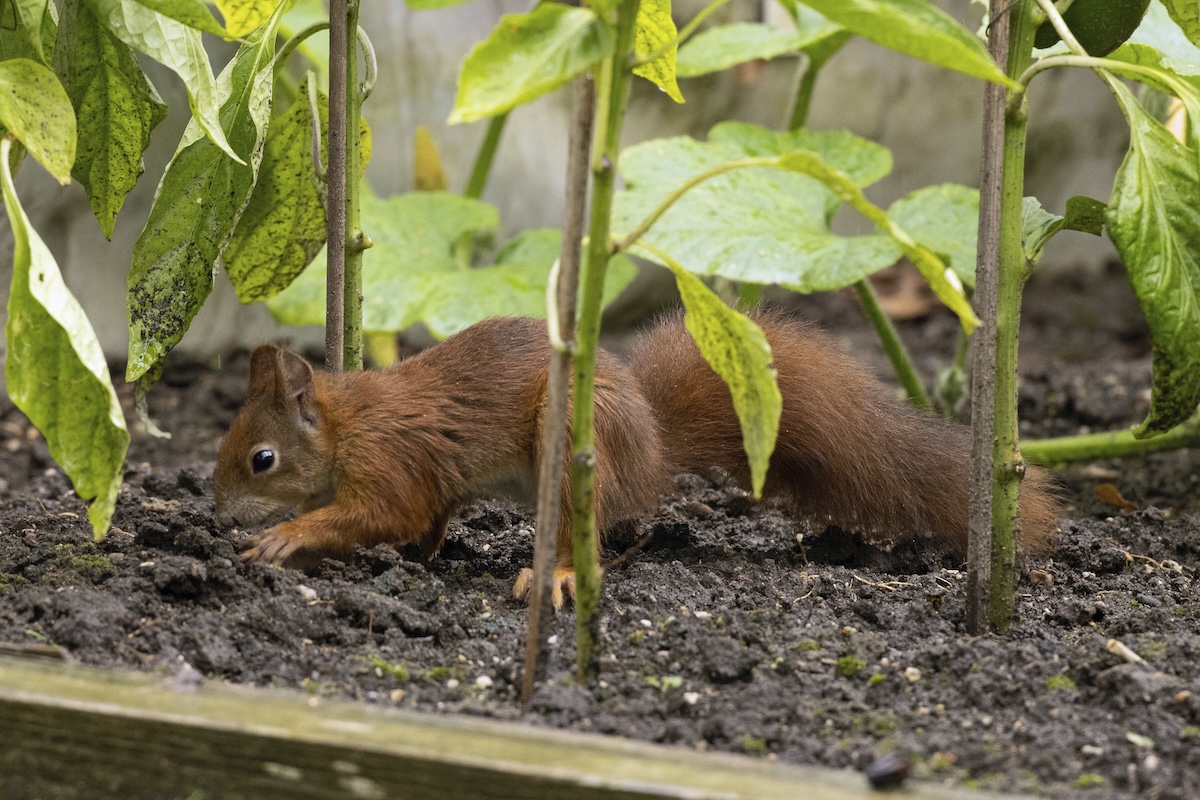 How to Keep Squirrels Out of Garden Beds and Potted Plants