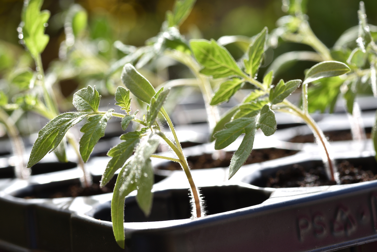 A tray of tomato seedlings, some leaning over.