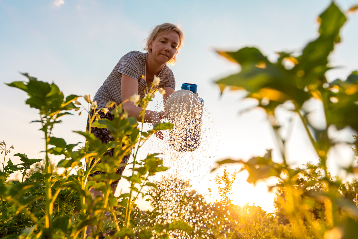 Woman waters vegetable crops in the evening with a watering can.