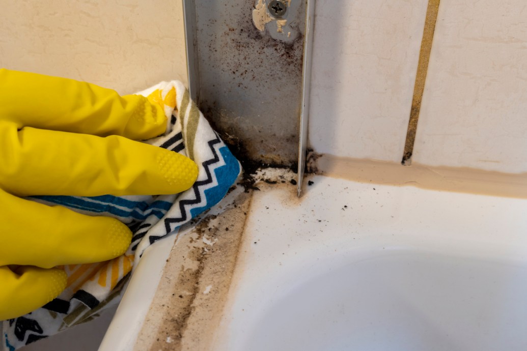 Solved! Why Are There Ants in My Bathroom, and How Do I Get Rid of Them ...