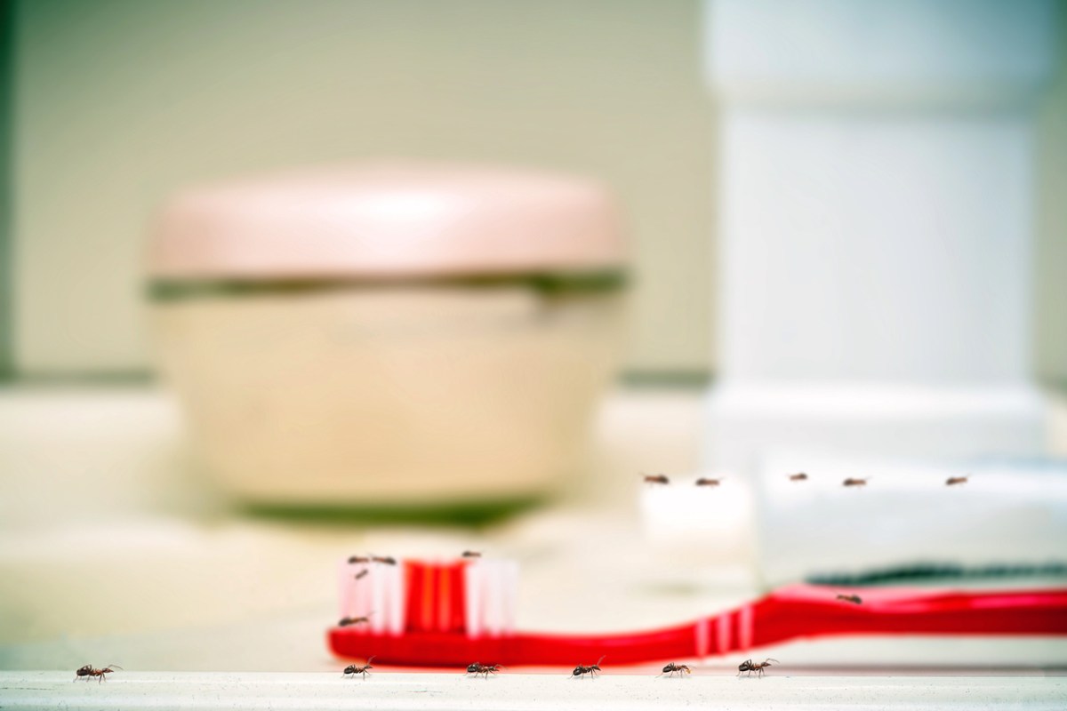 Solved! Why Are There Ants in My Bathroom, and How Do I Get Rid of Them?