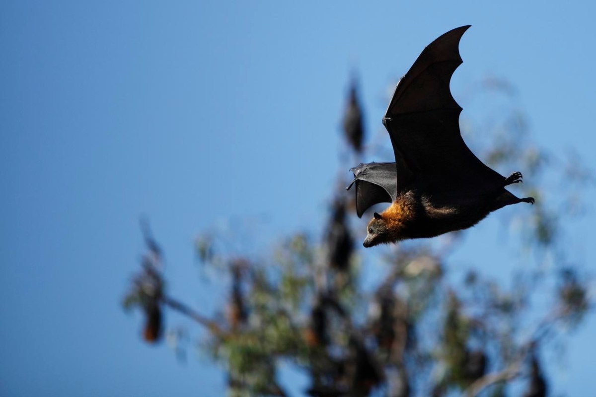 how-much-does-bat-removal-cost-2023-bob-vila