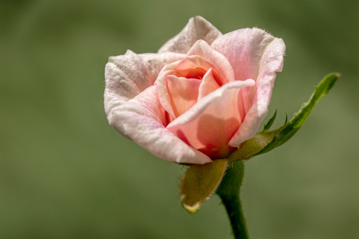 Pink Cecile Brunner Rose flower in bloom