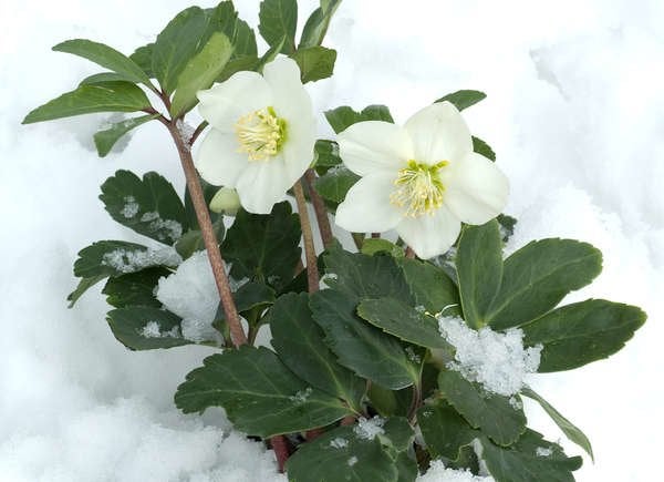 Christmas Rose (Helleborus niger)