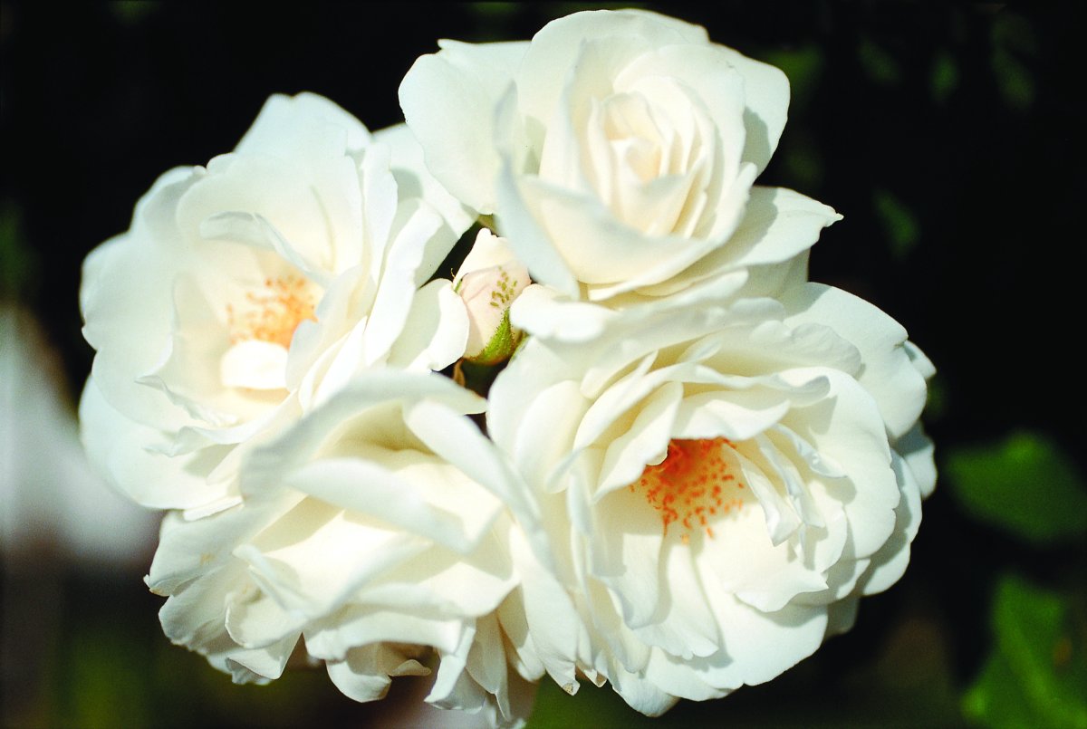 Climbing Iceberg roses in bloom