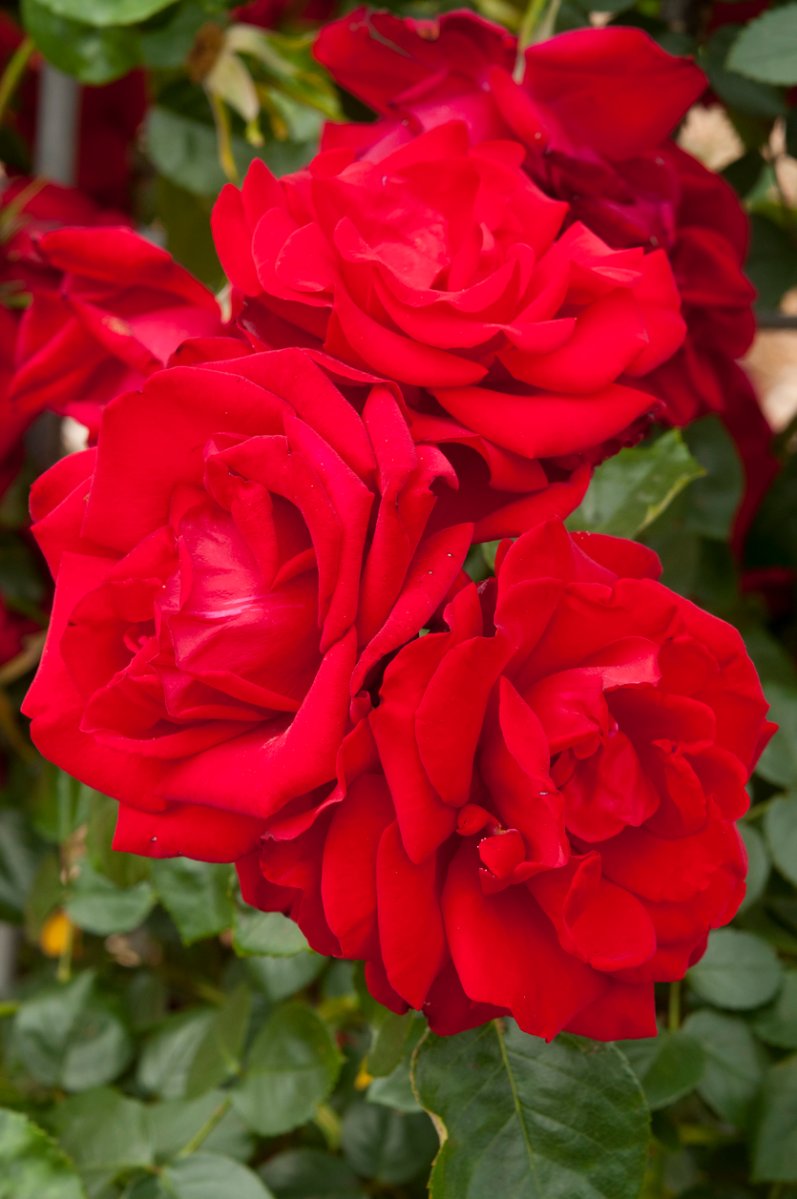 Dublin Bay roses in bloom