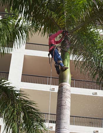 Palm Tree Removal Cost