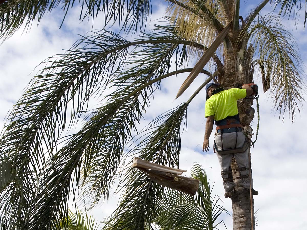 Palm Tree Removal Cost