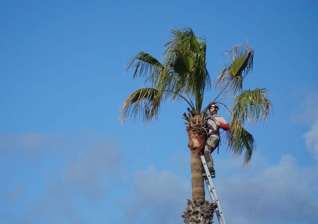 Palm Tree Removal Cost