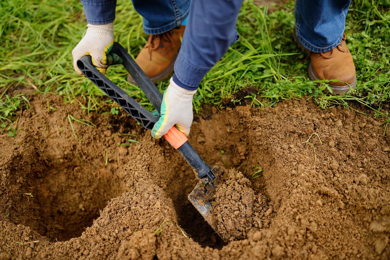 Tree Transplanting Cost