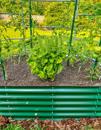 The Vego Garden raised bed system in full production growing numerous garden plants