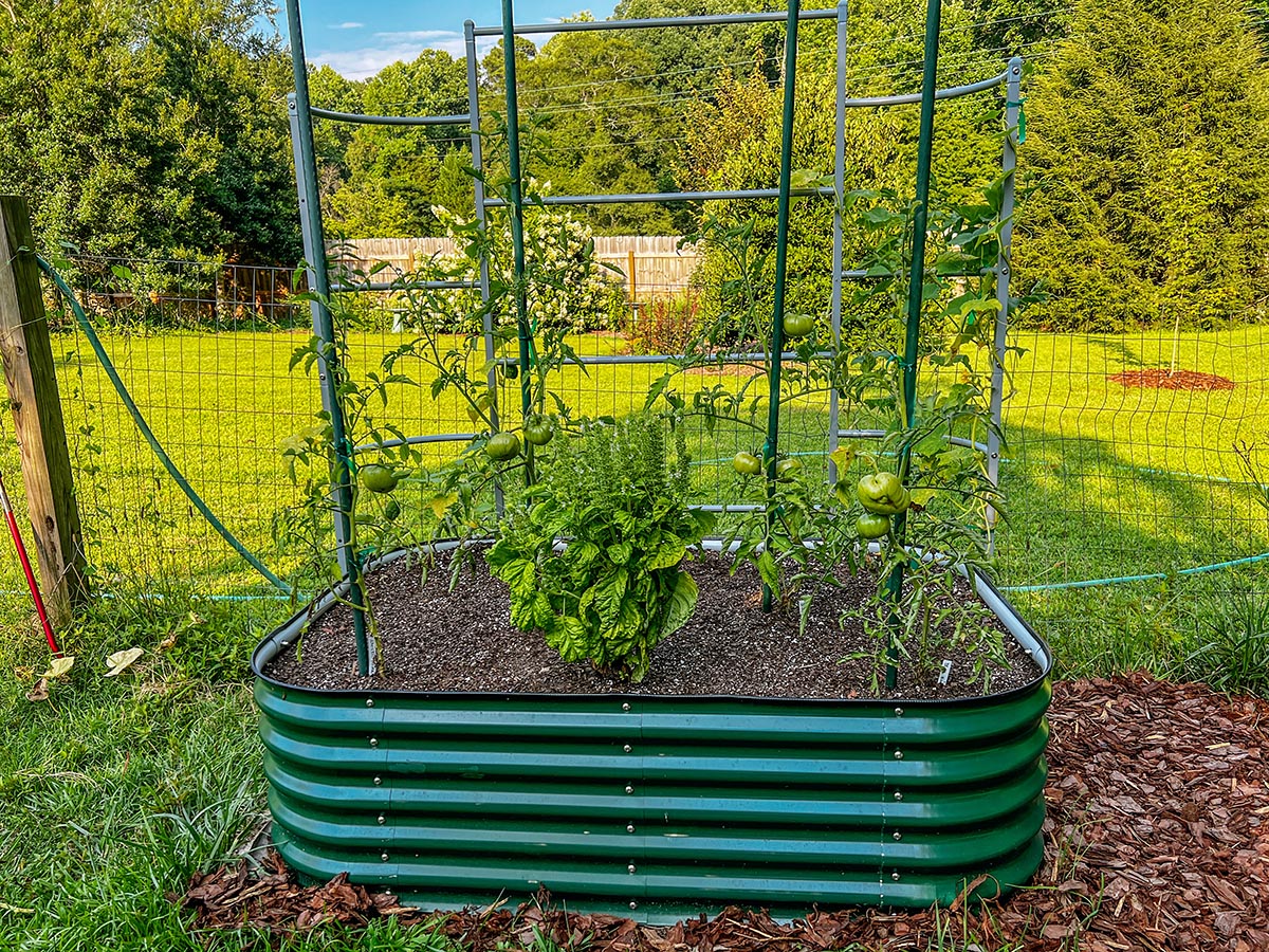 The Vego Garden raised bed system in full production growing numerous garden plants