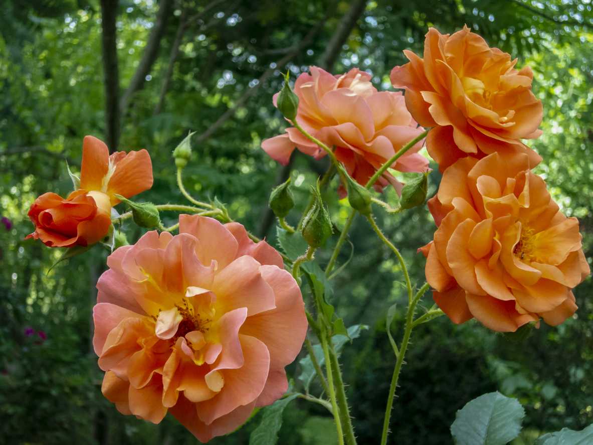 Westerland roses in bloom