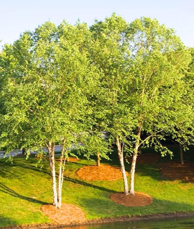 wide view of two tall river birch trees