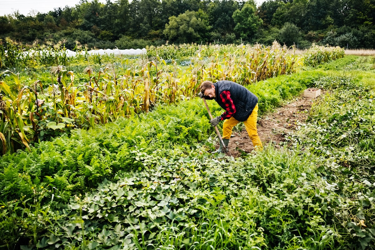 A person in a vest and plaid shirt uses a garden hoe to plant cover crops in a garden.