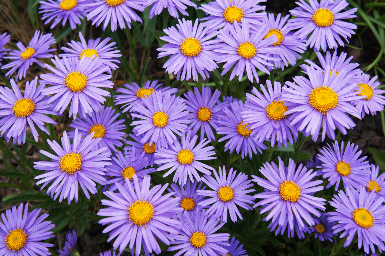 A group of New England Aster flowers with purple petals and yellow centers.