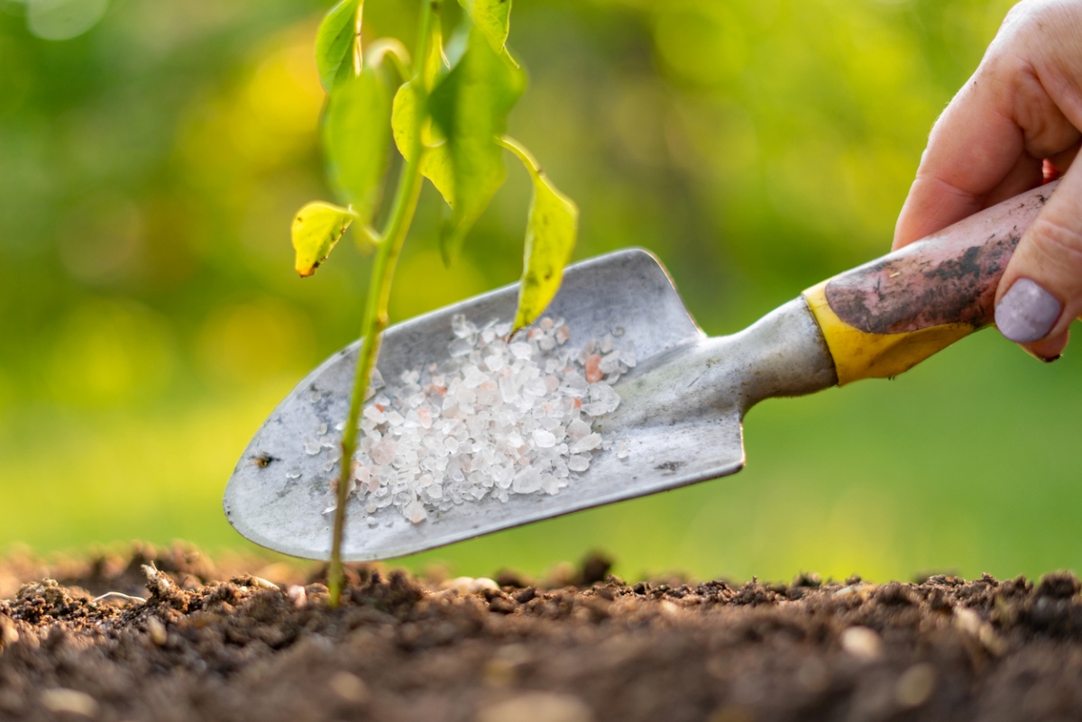 Salt on garden tool to sprinkle on plant