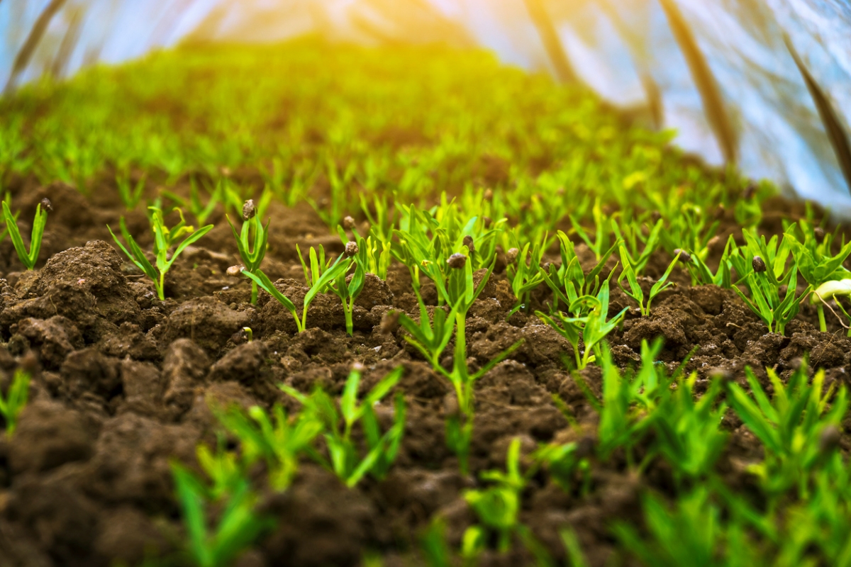 Cover crop seedlings in garden