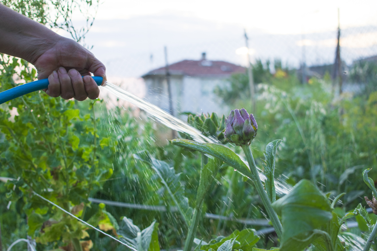 Person watering purple artichokes in garden.