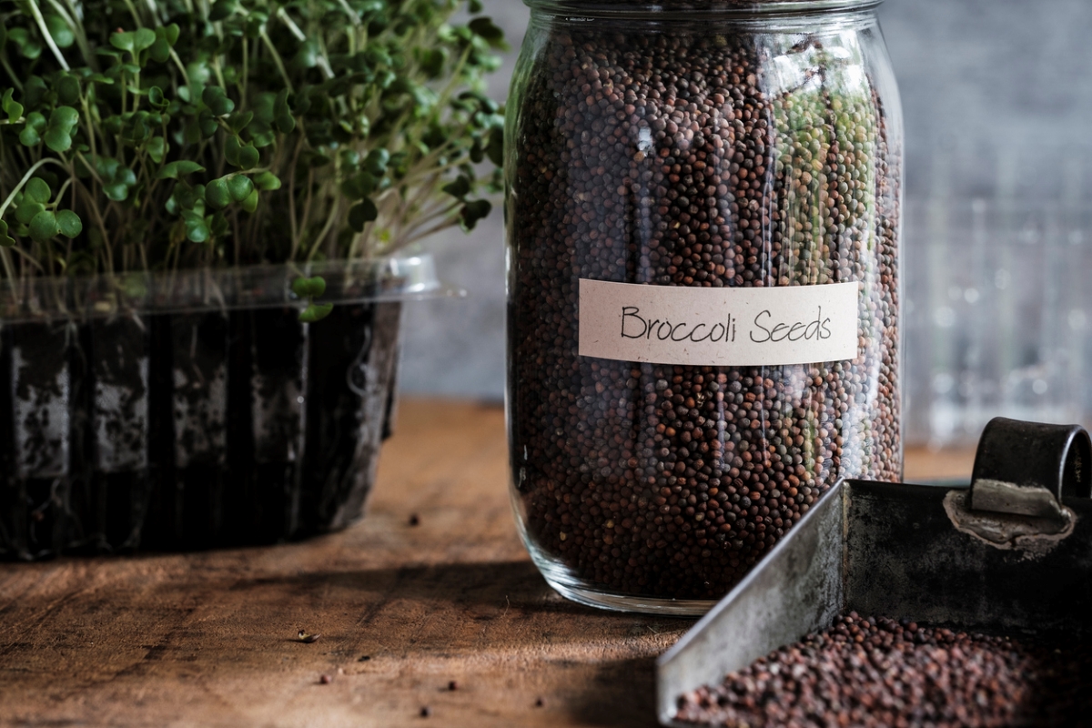 Storing plant broccoli seeds