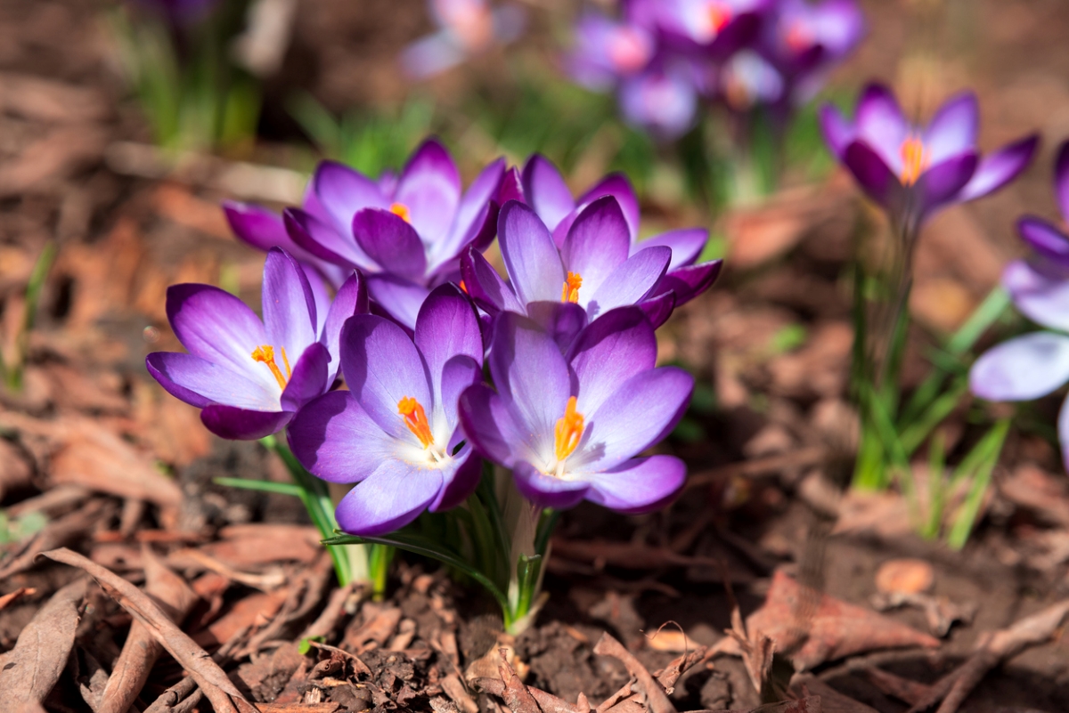 Purple crocus flowers