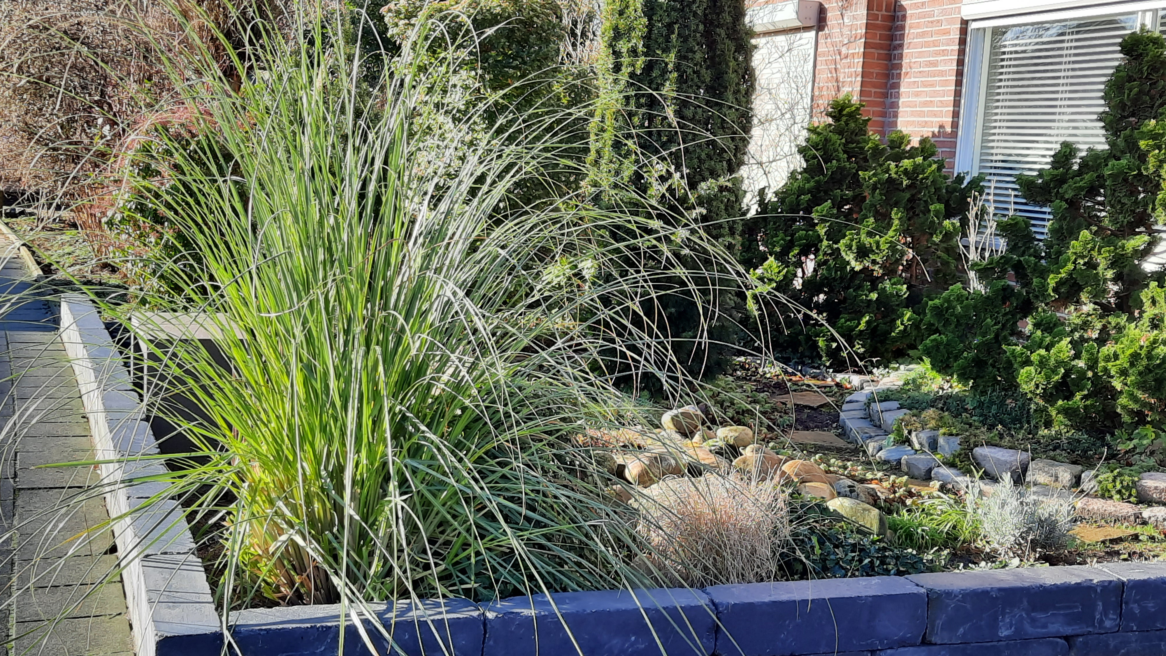 Ornamental grasses in a front yard garden.