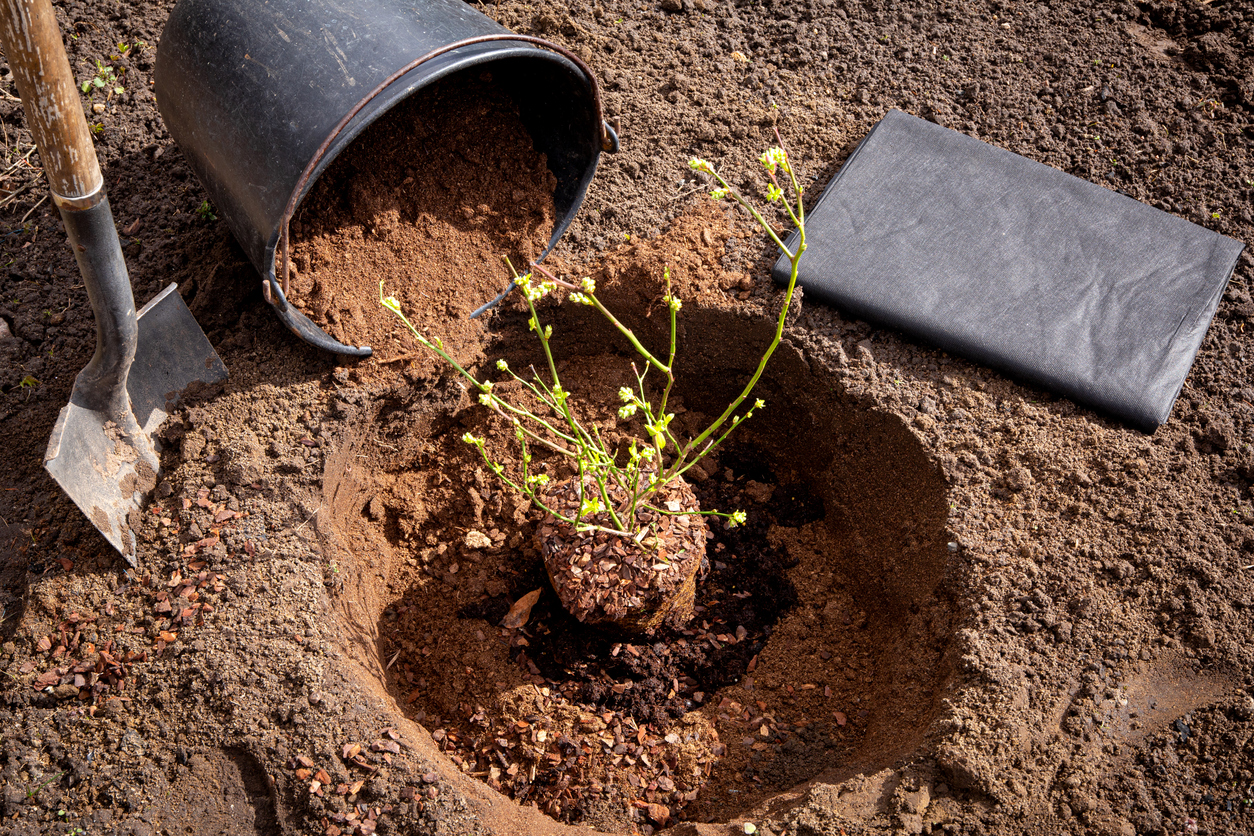 A blueberry bush is in a hole in preparation for planting with a shovel and overturned bucket of soil.