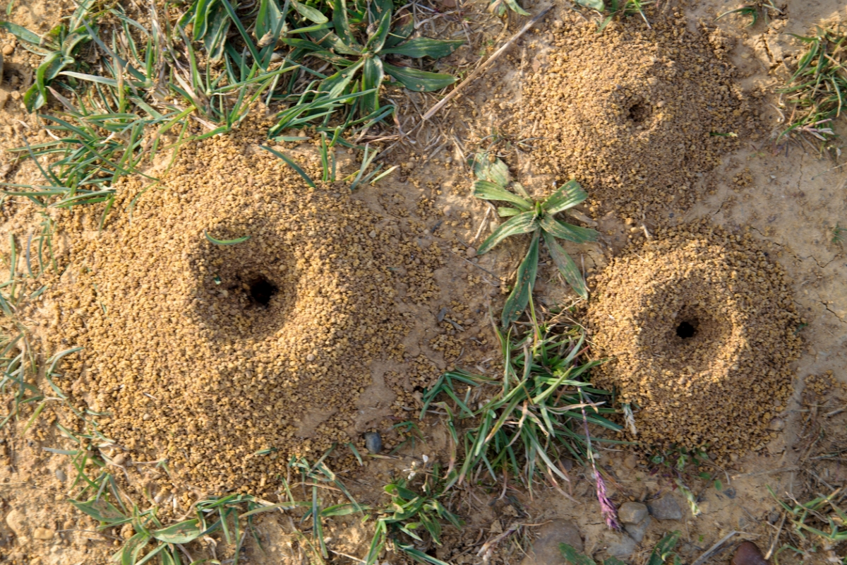 three ant hills