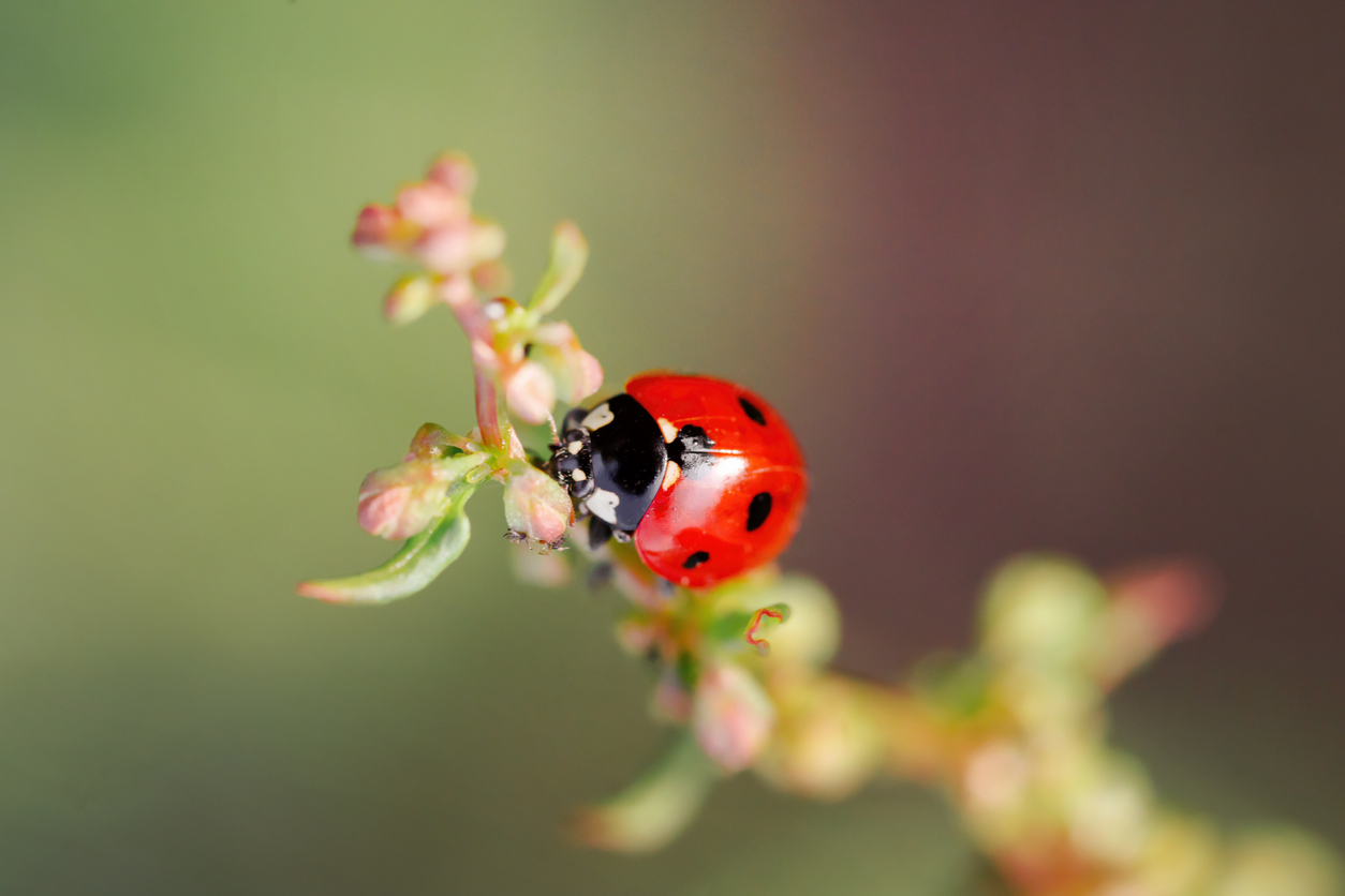 3 Tips to Ensure LadyBugs Stay in Your Garden after Release 