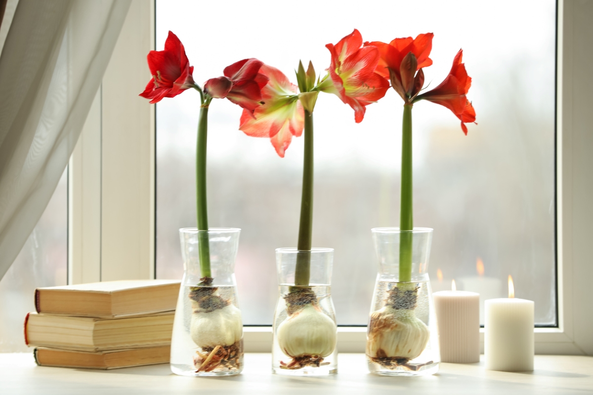 Bulbed plants growing in water