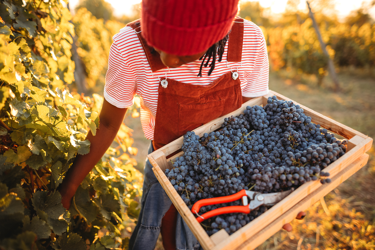 Young beautiful woman in a winery carries a full crate of grapes