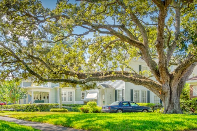 Large oak tree in front of nice neighborhood