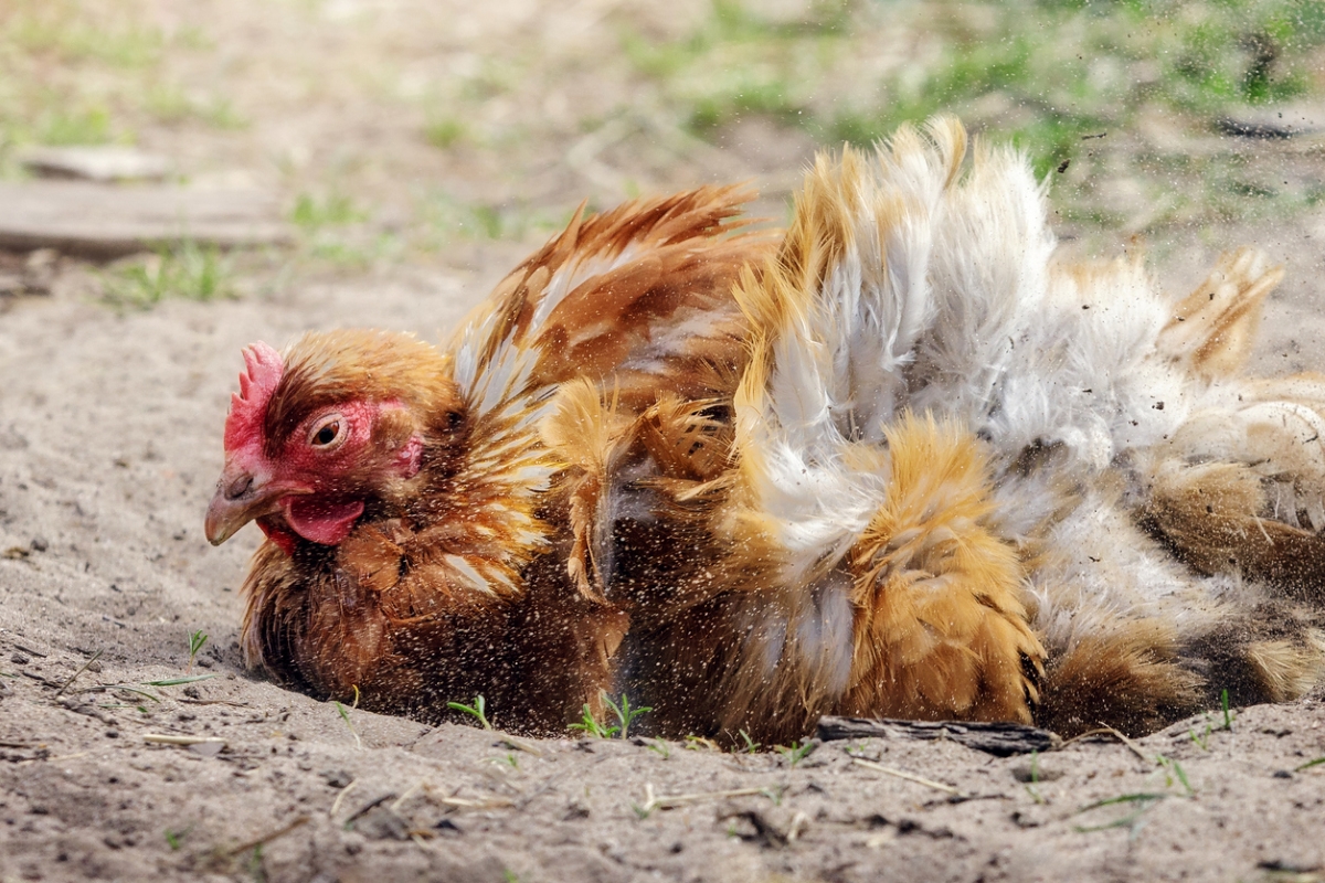 chicken dust bathing