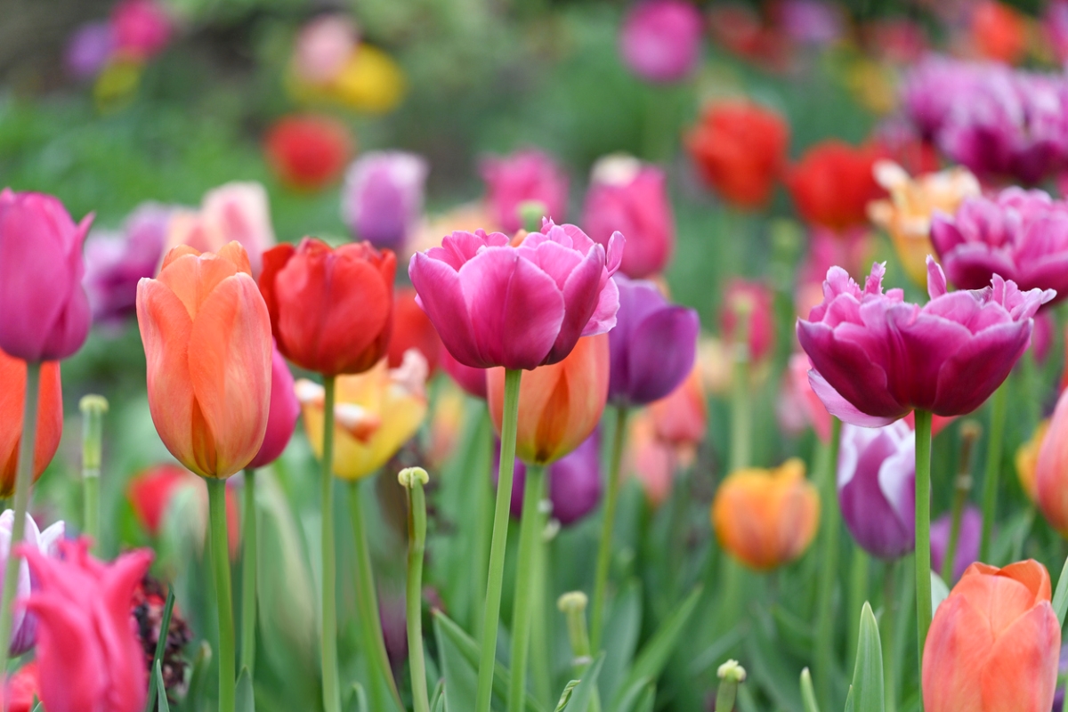 Colorful tulips