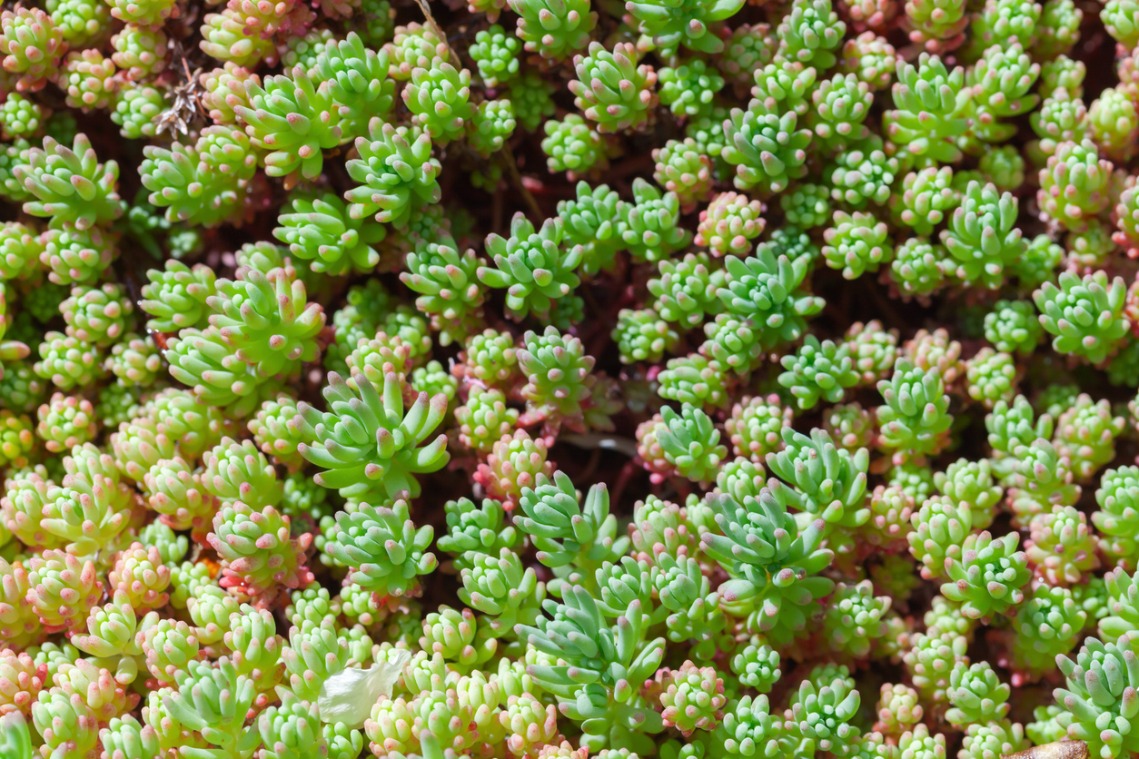 Sedum hispanicum or Spanish stonecrop grow in summer garden, close-up top view