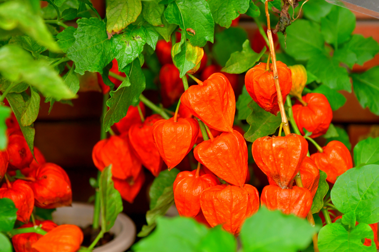 bright orange triangular blossoms of chinese lantern plant