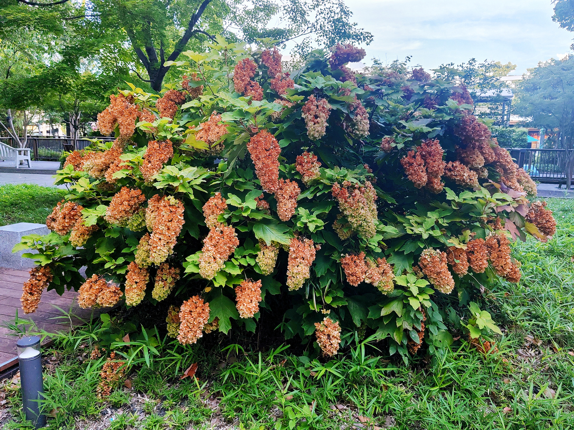 large bush of oakleaf hydrangea