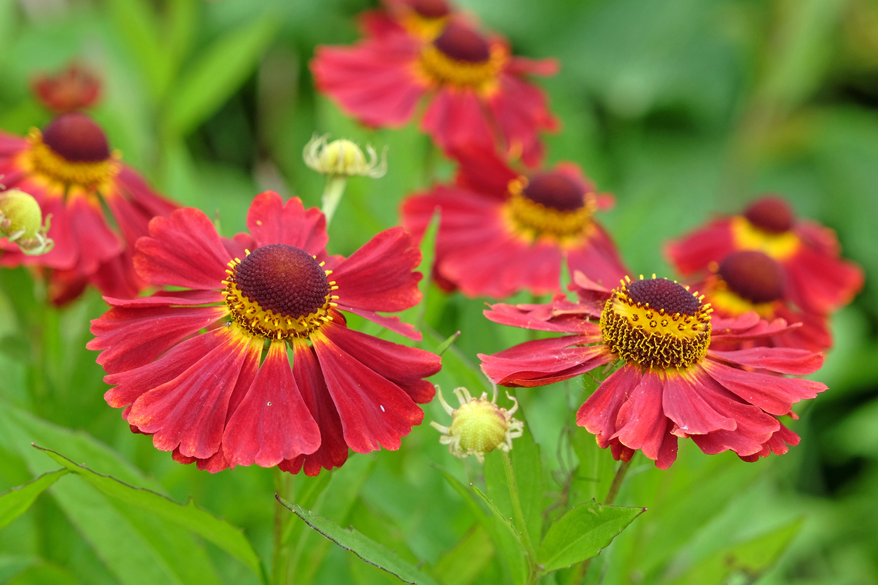 A close up photo of red sneezeweed flowers.