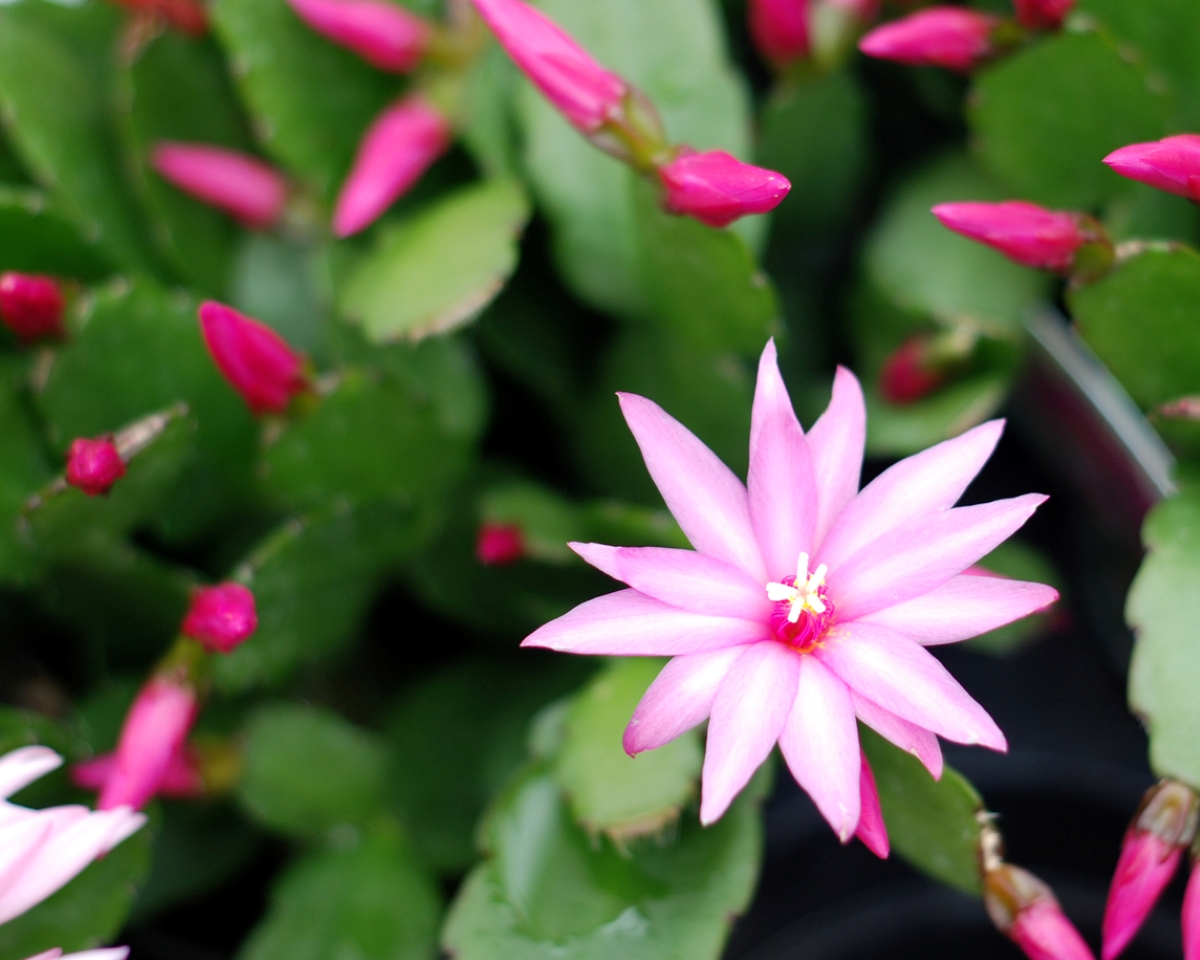 Pink Christmas cactus flower