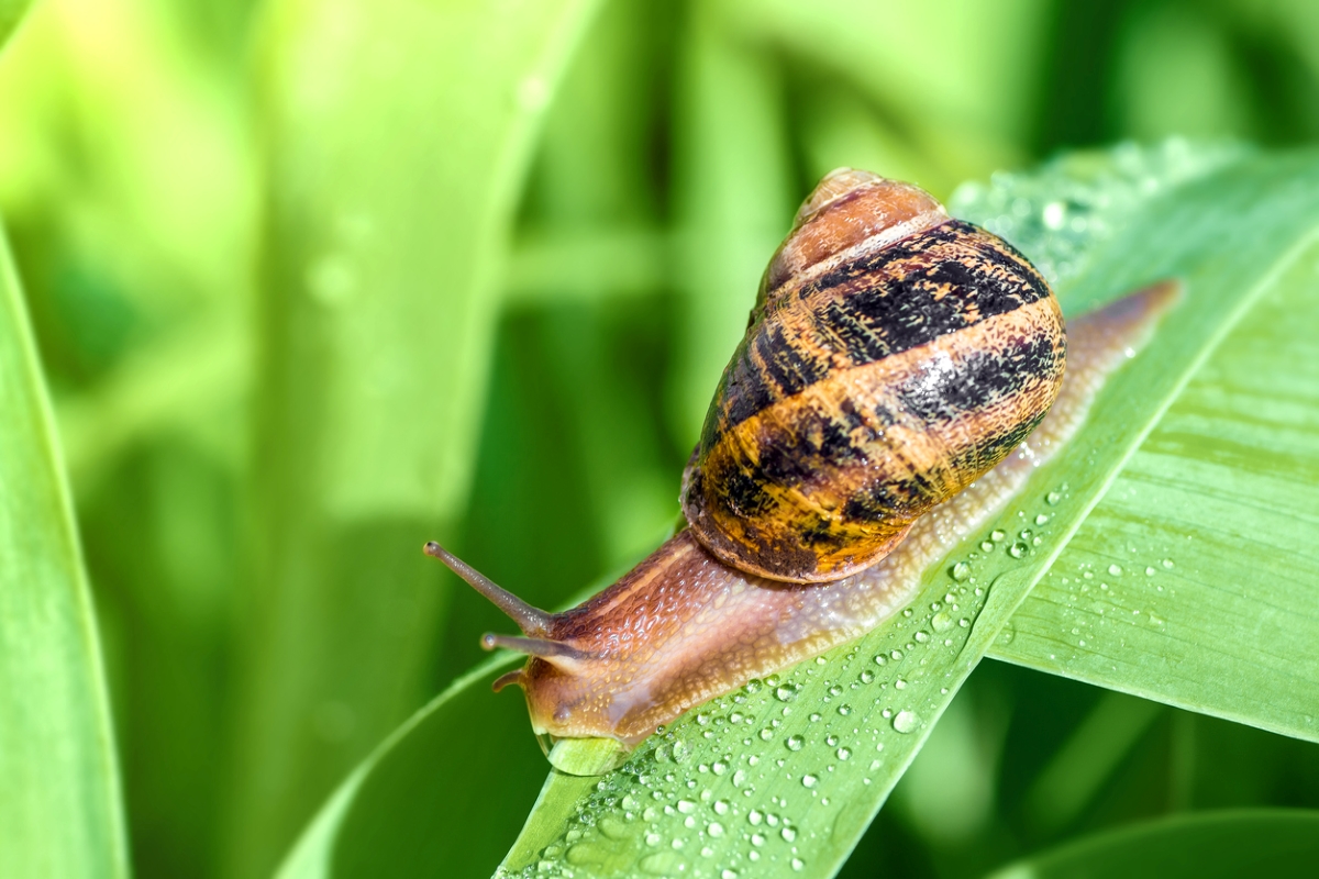 slug on leaf