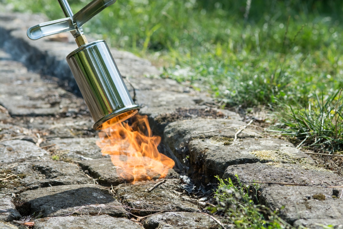 Using torch to kill weeds