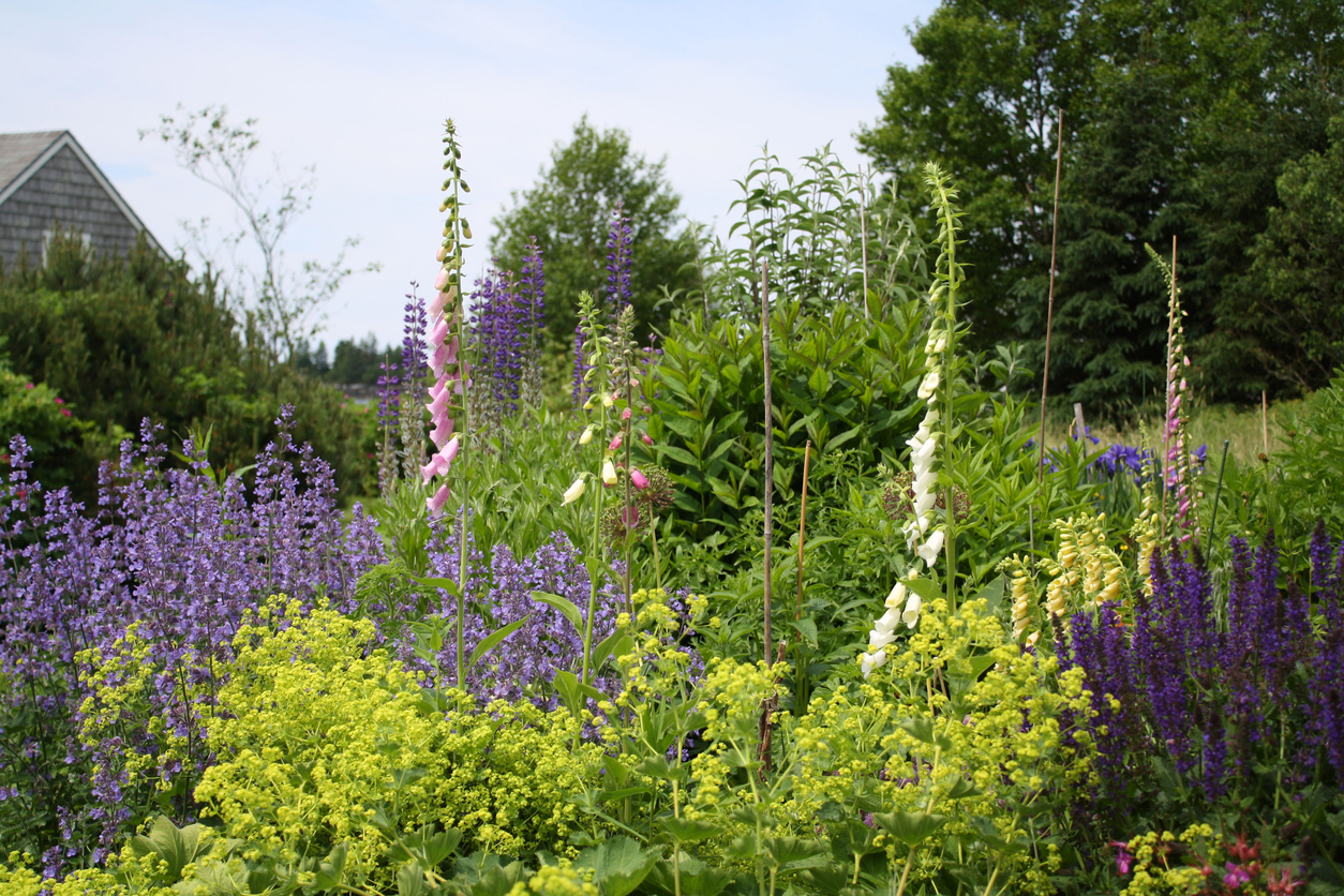 Lupine in a Wildflower Garden on the Maine Coast