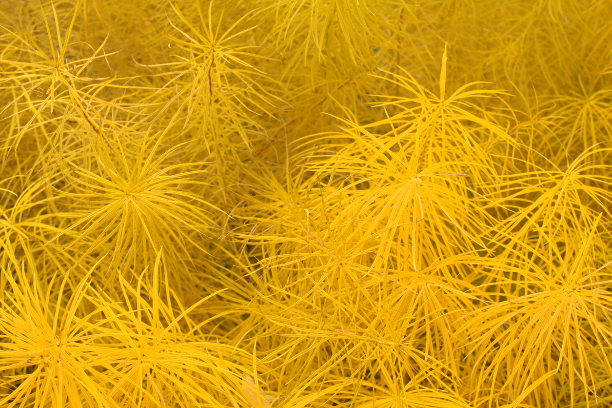 close view of bright yellow needly leaves of arkansas blue star plant in the fall