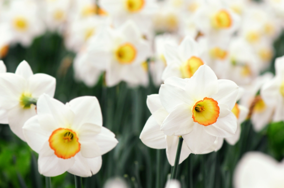 White flowers with yellow in the center