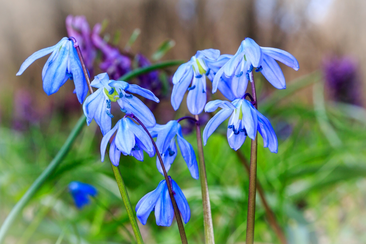 Blue star shaped flowers