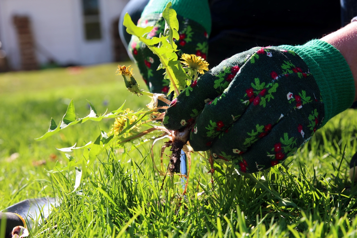 Gloved hands weeding by hand.