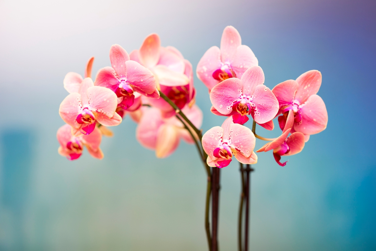 Pink orchid flowers