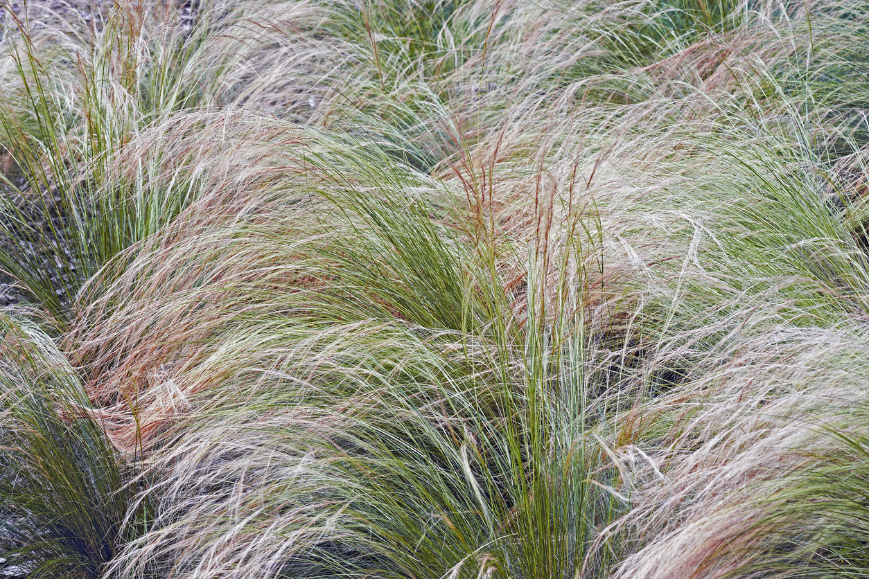 landscaped yard full of tall mexican feathergrass with long gold and red strands of grass