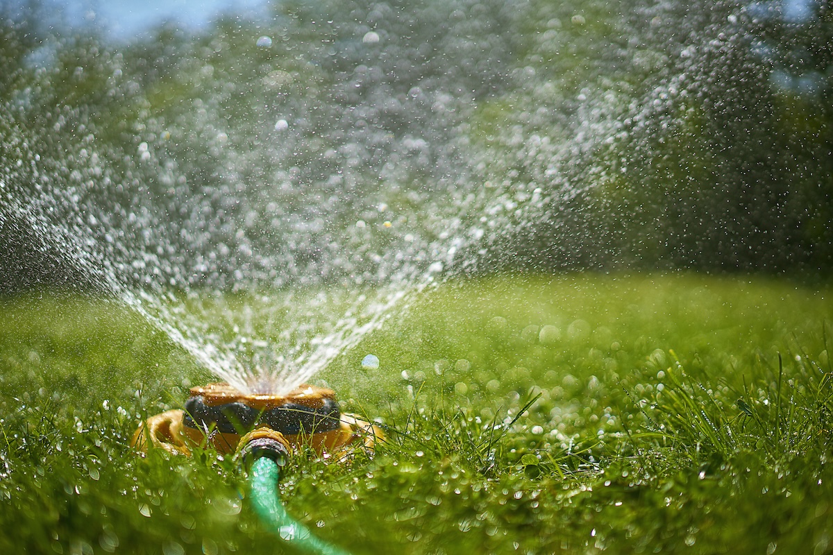 A sprinkler sprays water on a sunny day in a green lawn.